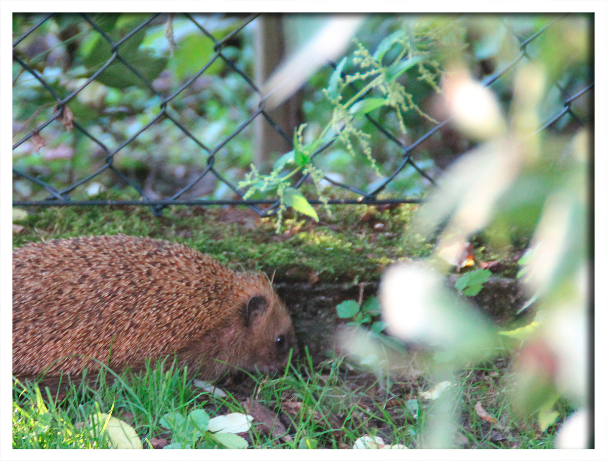 Konzentrationsförderung mittels "süßer Tierbilder"