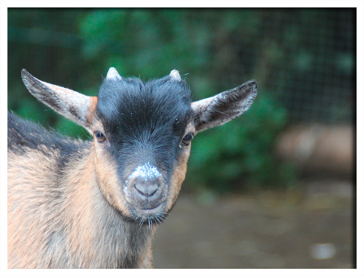 Konzentrationsförderung mittels "süßer Tierbilder"