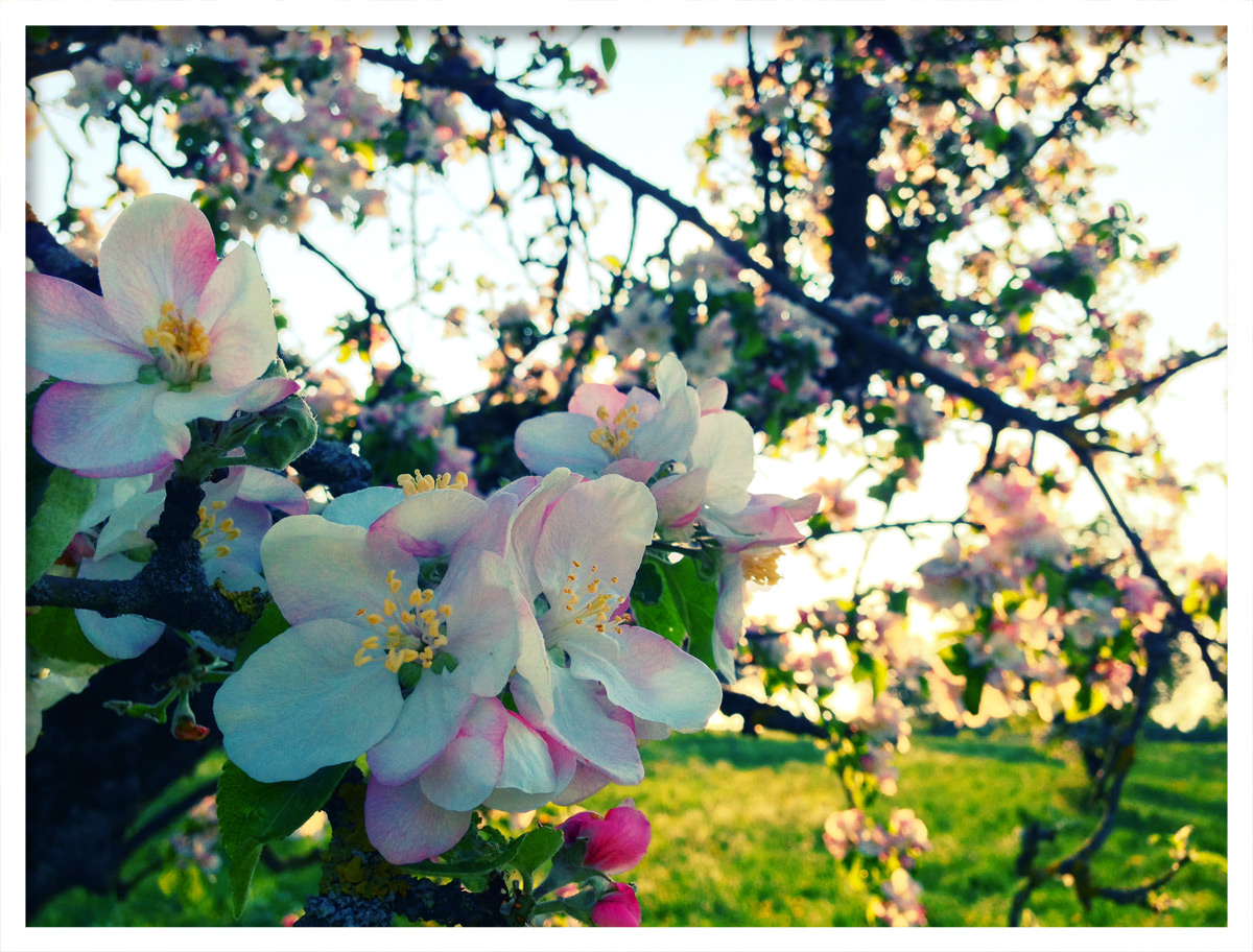 Blüten in Weiß